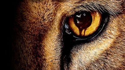 Zoo 3.Sezon 5.Bölüm izle