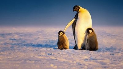 Secrets of the Penguins 1.Sezon 1.Bölüm izle